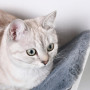Katt Väggsäng 41 x 28 x 21 cm 4,5 kg - Vit - Grå