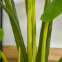 Konstväxt Monstera 110 cm med Kruka