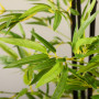 Konstväxt Bambu 150 cm med Kruka
