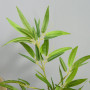Konstväxt Bambu 120cm