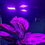 Växtlampa 108 LED Till E27 Socket