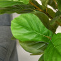 Konstväxt 155 cm Ficus Fiolblad med Kruka