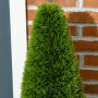 2x Konstväxt Cypress 90 cm