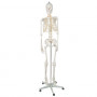 Anatomiskt skelett - Skelettmodell med muskel- och benmarkering - Människoskelett Modell - 180 cm