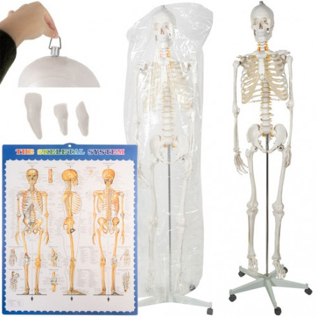 Anatomiskt skelett - Skelettmodell med muskel- och benmarkering - Människoskelett Modell - 180 cm