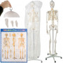 Anatomiskt skelett - Skelettmodell med muskel- och benmarkering - Människoskelett Modell - 180 cm