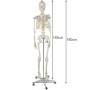 Anatomiskt skelett - Skelettmodell med muskel- och benmarkering - Människoskelett Modell - 180 cm