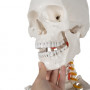 Anatomiskt skelett - Skelettmodell med muskel- och benmarkering - Människoskelett Modell - 180 cm