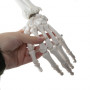 Anatomiskt skelett - Skelettmodell med muskel- och benmarkering - Människoskelett Modell - 180 cm