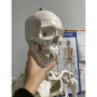 Anatomiskt skelett - Skelettmodell med muskel- och benmarkering - Människoskelett Modell - 180 cm