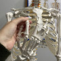 Anatomiskt skelett - Skelettmodell med muskel- och benmarkering - Människoskelett Modell - 180 cm