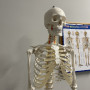 Anatomiskt skelett - Skelettmodell med muskel- och benmarkering - Människoskelett Modell - 180 cm