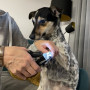 Kloklippare med Lampa / Nagelklippare för Hund & Katt