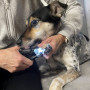 Kloklippare med Lampa / Nagelklippare för Hund & Katt
