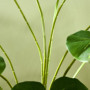 Konstväxt Monstera Deliciosa 1,8 m