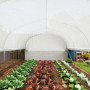 Tunnel Växthus 6 x 3 x 2 m Roll-up Dörr och Fönster Vit