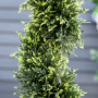 Konstväxt Spiral Cederträd 2-pack 90 cm (H)