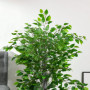 Konstgjord Ficusväxt 135 cm Plast Grön
