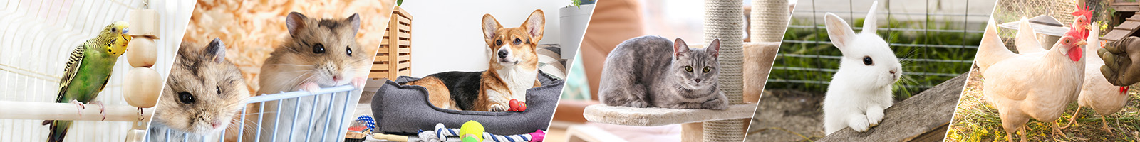  Oavsett om du har en trogen hund, en gosig katt, en fin fågel eller kanske en kanin eller ett marsvin